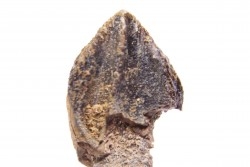 dent de dinosaure  TRICERATOPS HORRIDUS  Hell Creek  Fmt - crétacé supérieur - Dawson County, Montana, USA