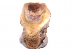 dinosaure tooth: TRICERATOPS HORRIDUS