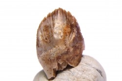 dinosaure tooth: TRICERATOPS HORRIDUS