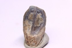 dinosaure tooth: TRICERATOPS HORRIDUS