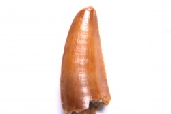 dinosaur tooth DELTADROMEUS AGILIS