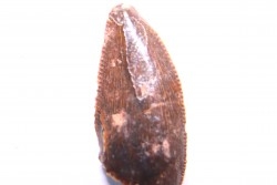 dinosaur tooth DELTADROMEUS AGILIS