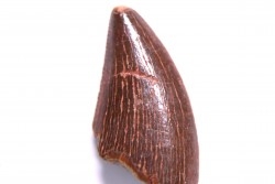 dent de dinosaure DELTADROMEUS AGILIS