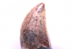 dinosaur tooth DELTADROMEUS AGILIS