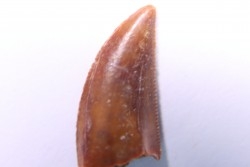 dinosaur tooth DELTADROMEUS AGILIS
