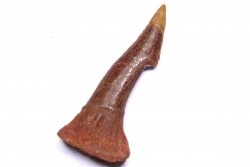 Dent rostrale de poisson scie: Onchopristis numidus