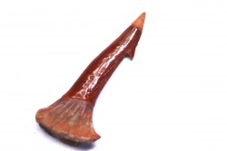 sawFishTOOTH :Onchopristis numidus