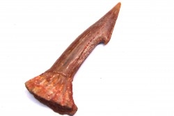 Dent rostrale de poisson scie: Onchopristis numidus