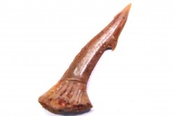 Dent rostrale de poisson scie: Onchopristis numidus