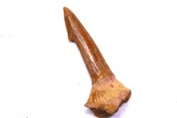 sawFishTOOTH :Onchopristis numidus