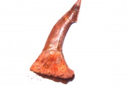 sawFishTOOTH :Onchopristis numidus