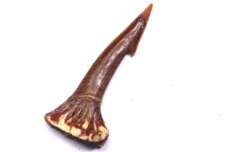 sawFishTOOTH :Onchopristis numidus