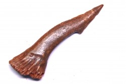 Dent rostrale de poisson scie: Onchopristis numidus