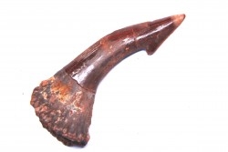 Dent rostrale de poisson scie: Onchopristis numidus