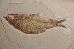 poisson fossile  KNIGHTIA ALTA - Eocène - green river fmt - Kemmerer, Wyoming - USA