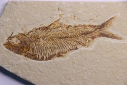 poisson fossile  KNIGHTIA ALTA - Eocène - green river fmt - Kemmerer, Wyoming - USA