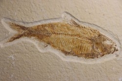 poisson fossile  KNIGHTIA ALTA - Eocène - green river fmt - Kemmerer, Wyoming - USA