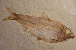 poisson fossile  KNIGHTIA ALTA - Eocène - green river fmt - Kemmerer, Wyoming - USA