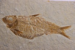 poisson fossile  KNIGHTIA ALTA - Eocène - green river fmt - Kemmerer, Wyoming - USA