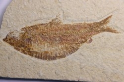 poisson fossile  KNIGHTIA ALTA - Eocène - green river fmt - Kemmerer, Wyoming - USA