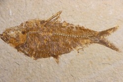 poisson fossile  KNIGHTIA ALTA - Eocène - green river fmt - Kemmerer, Wyoming - USA