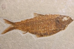 poisson fossile  KNIGHTIA ALTA - Eocène - green river fmt - Kemmerer, Wyoming - USA