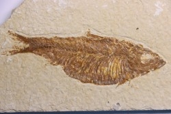 poisson fossile  KNIGHTIA ALTA - Eocène - green river fmt - Kemmerer, Wyoming - USA