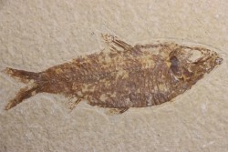 poisson fossile  KNIGHTIA ALTA - Eocène - green river fmt - Kemmerer, Wyoming - USA