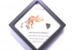 coffret dent de TRICERATOPS HORRIDUS