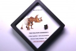 coffret dent de TRICERATOPS HORRIDUS