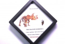 coffret dent de TRICERATOPS HORRIDUS