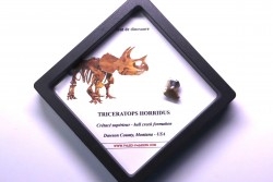 coffret dent de TRICERATOPS HORRIDUS