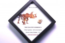 coffret dent de TRICERATOPS HORRIDUS