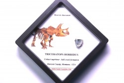 dinosaure tooth: TRICERATOPS HORRIDUS