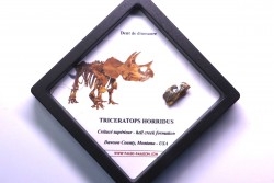 coffret dent de TRICERATOPS HORRIDUS