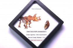 dinosaure tooth: TRICERATOPS HORRIDUS