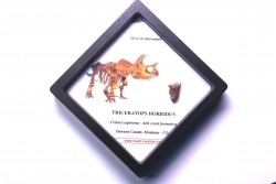 coffret dent de TRICERATOPS HORRIDUS
