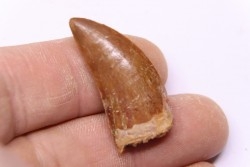 dent de dinosaure: Carcharodontosaurus saharicus - CENOMANIEN - Kem Kem , MAROC