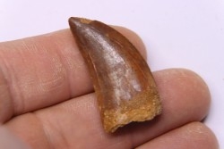 dent de dinosaure: Carcharodontosaurus saharicus - CENOMANIEN - Kem Kem , MAROC