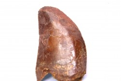 dent de dinosaure: Carcharodontosaurus saharicus - CENOMANIEN - Kem Kem , MAROC