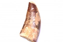 dent de dinosaure: Carcharodontosaurus saharicus - CENOMANIEN - Kem Kem , MAROC
