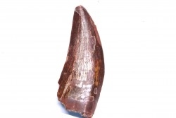 dent de dinosaure: Carcharodontosaurus saharicus - CENOMANIEN - Kem Kem , MAROC
