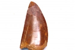 dent de dinosaure: Carcharodontosaurus saharicus - CENOMANIEN - Kem Kem , MAROC