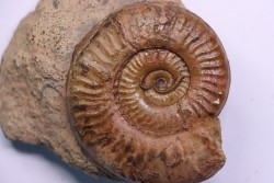 Grammoceras thouarsense - Toarcien - Belmont - FRANCE