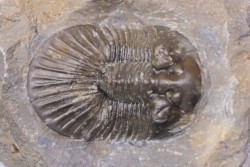 scabriscutellum hammadi - emsien - jbel Oufatene - Maroc