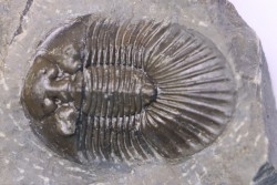 scabriscutellum hammadi - emsien - jbel Oufatene - Maroc