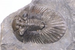 scabriscutellum hammadi - emsian - jbel Oufatene - Morocco