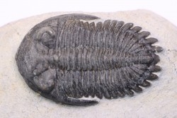 HOLLARDOPS mesocristata - emsien superieur - Jbel Gara, Foum zguid, Maroc
