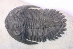 HOLLARDOPS mesocristata - emsien superieur - Jbel Gara, Foum zguid, Maroc