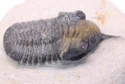 Morocconites Malladoides - emsien - jbel Oufatene - Maroc